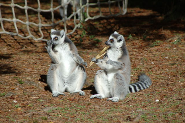 fear the lemurs