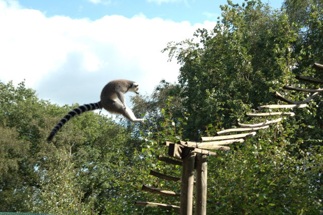 fear the leaping lemur